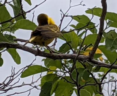 Birds of Ecuador / Oiseaux de l'Équateur