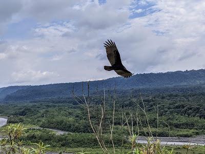 Birds of Ecuador / Oiseaux de l'Équateur