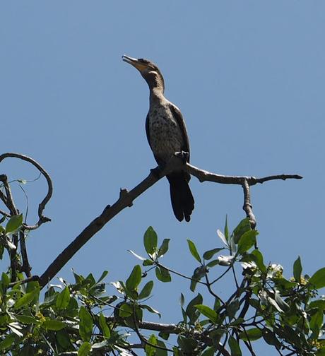 Birds of Ecuador / Oiseaux de l'Équateur