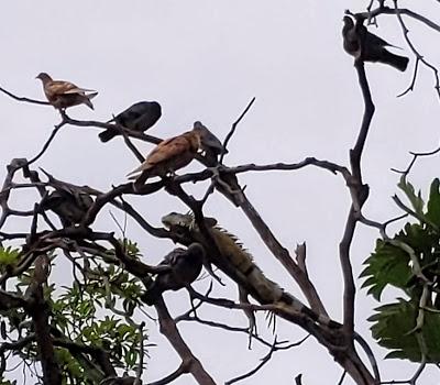 Birds of Ecuador / Oiseaux de l'Équateur