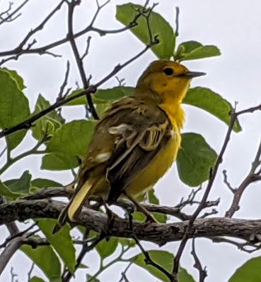 Birds of Ecuador / Oiseaux de l'Équateur