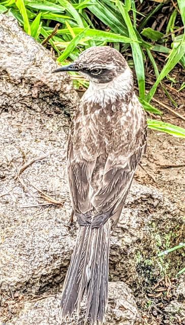Birds of Ecuador / Oiseaux de l'Équateur