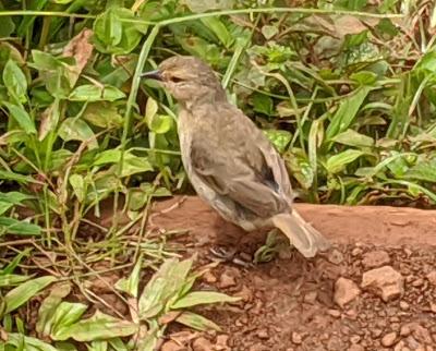 Birds of Ecuador / Oiseaux de l'Équateur