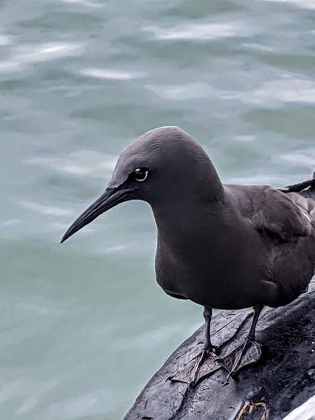 Birds of Ecuador / Oiseaux de l'Équateur