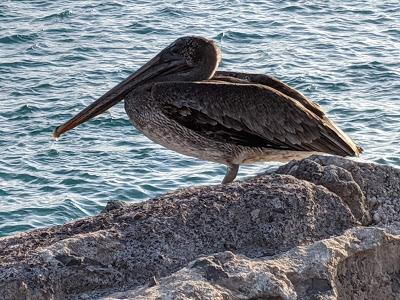 Birds of Ecuador / Oiseaux de l'Équateur