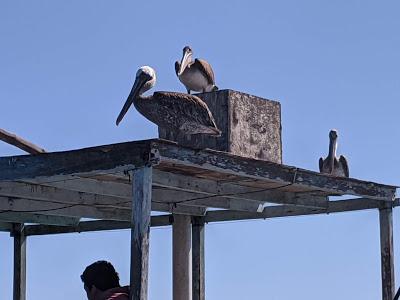 Birds of Ecuador / Oiseaux de l'Équateur