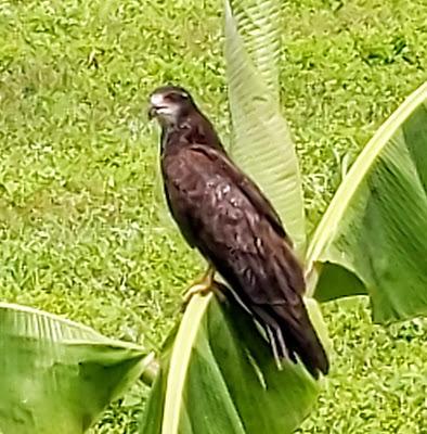 Birds of Ecuador / Oiseaux de l'Équateur