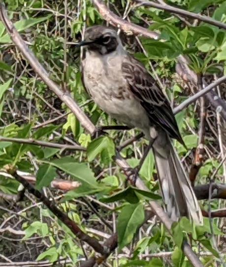 Birds of Ecuador / Oiseaux de l'Équateur