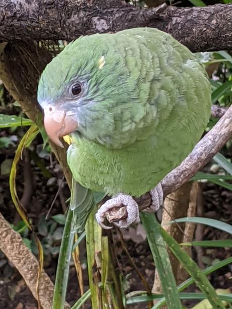 Birds of Ecuador / Oiseaux de l'Équateur