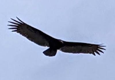 Birds of Ecuador / Oiseaux de l'Équateur