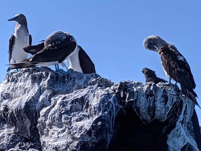 Birds of Ecuador / Oiseaux de l'Équateur