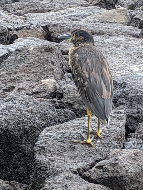 Birds of Ecuador / Oiseaux de l'Équateur