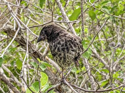 Birds of Ecuador / Oiseaux de l'Équateur