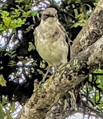 Birds of Ecuador / Oiseaux de l'Équateur