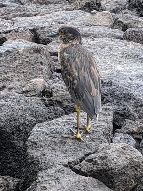 Birds of Ecuador / Oiseaux de l'Équateur