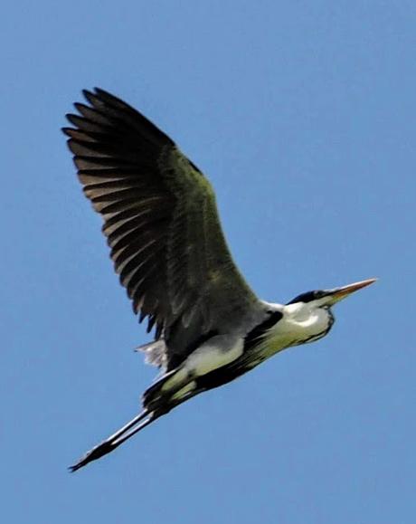 Birds of Ecuador / Oiseaux de l'Équateur