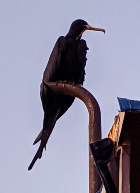 Birds of Ecuador / Oiseaux de l'Équateur
