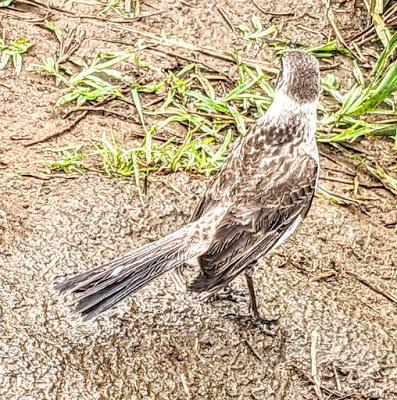 Birds of Ecuador / Oiseaux de l'Équateur