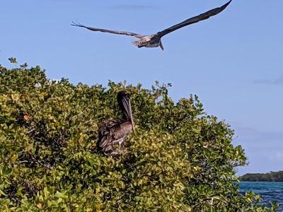 Birds of Ecuador / Oiseaux de l'Équateur