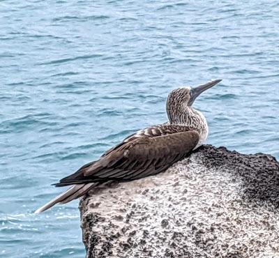 Birds of Ecuador / Oiseaux de l'Équateur