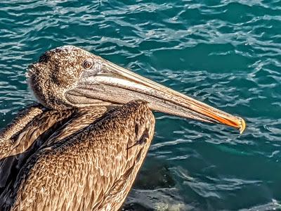 Birds of Ecuador / Oiseaux de l'Équateur