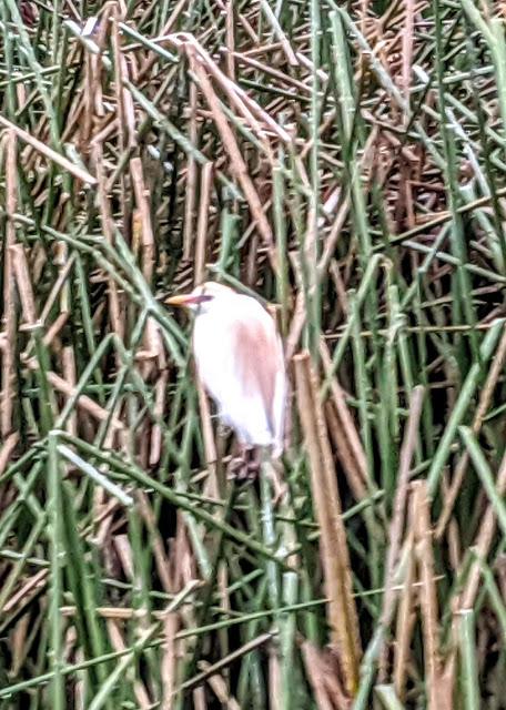 Birds of Ecuador / Oiseaux de l'Équateur