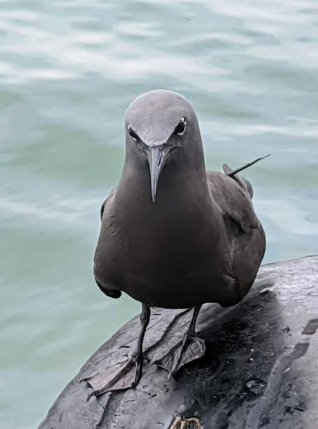 Birds of Ecuador / Oiseaux de l'Équateur