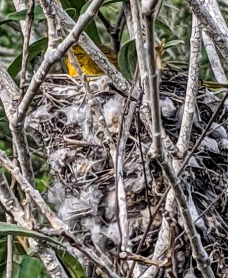 Birds of Ecuador / Oiseaux de l'Équateur
