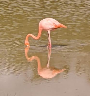 Birds of Ecuador / Oiseaux de l'Équateur