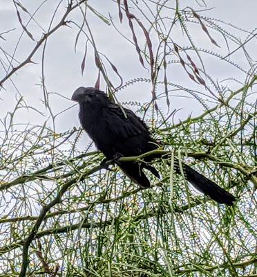 Birds of Ecuador / Oiseaux de l'Équateur