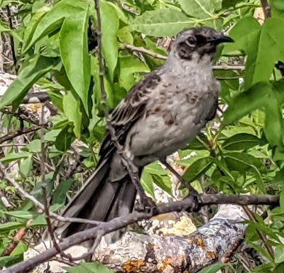 Birds of Ecuador / Oiseaux de l'Équateur