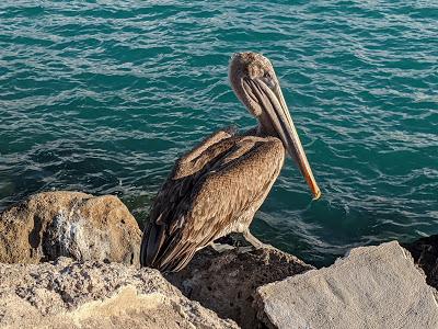 Birds of Ecuador / Oiseaux de l'Équateur