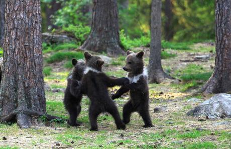 Ces photos d’oursons qui dansent font le tour du monde