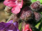 Pulmonaire sombre (Pulmonaria obscura)