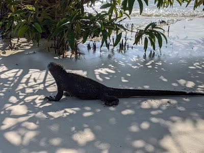 Sauria - Ecuador / Galapagos - Iguanes et lézards
