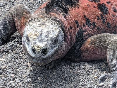 Sauria - Ecuador / Galapagos - Iguanes et lézards