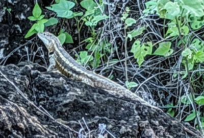 Sauria - Ecuador / Galapagos - Iguanes et lézards