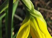 Jonquille (Narcissus pseudonarcissus)