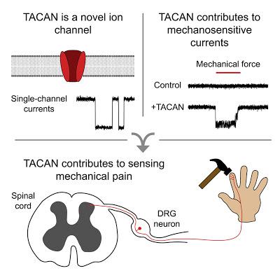 #cell #nociception #TACAN TACAN est un Canal Ionique Impliqué dans la Nociception Mécanique