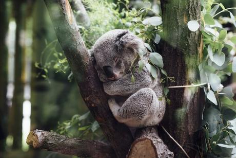 Koalas, kangourous: où voir des animaux en liberté en Australie?
