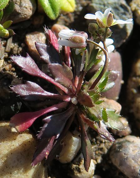 Drave printanière (Draba verna)