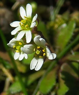 Drave printanière (Draba verna)