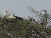 Coloc' reconductible