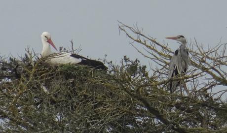 Coloc' reconductible