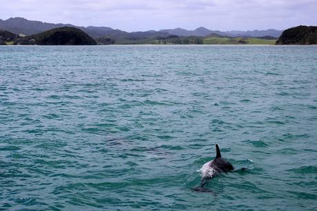 Les meilleurs endroits du monde pour nager avec les dauphins