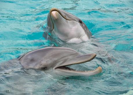Les meilleurs endroits du monde pour nager avec les dauphins