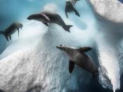 Découvrez lauréats 2020 concours Underwater Photographer