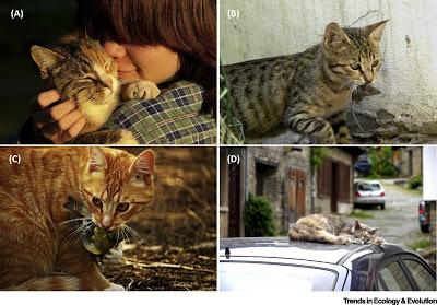 #trendsinecologyandevolution #chat #anthropocène Nos Compagnons Sauvages : les Chats Domestiques à l’Ère de l’Anthropocène