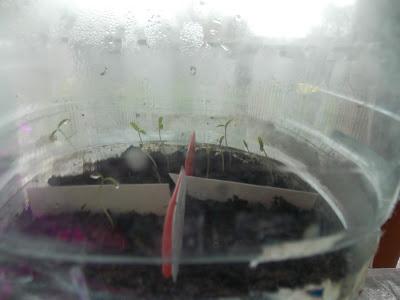 Résultats des premiers semis de printemps : succès et échecs