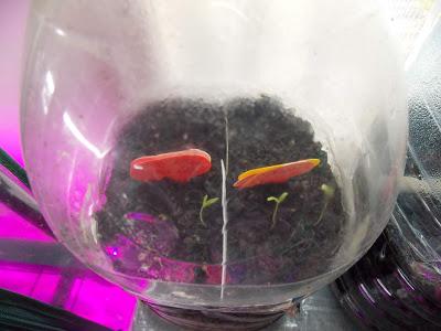 Résultats des premiers semis de printemps : succès et échecs